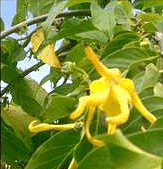 ylangylang blossom