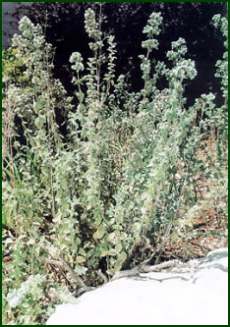 Wild Hyssop in Israel