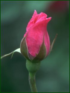 A pink rose